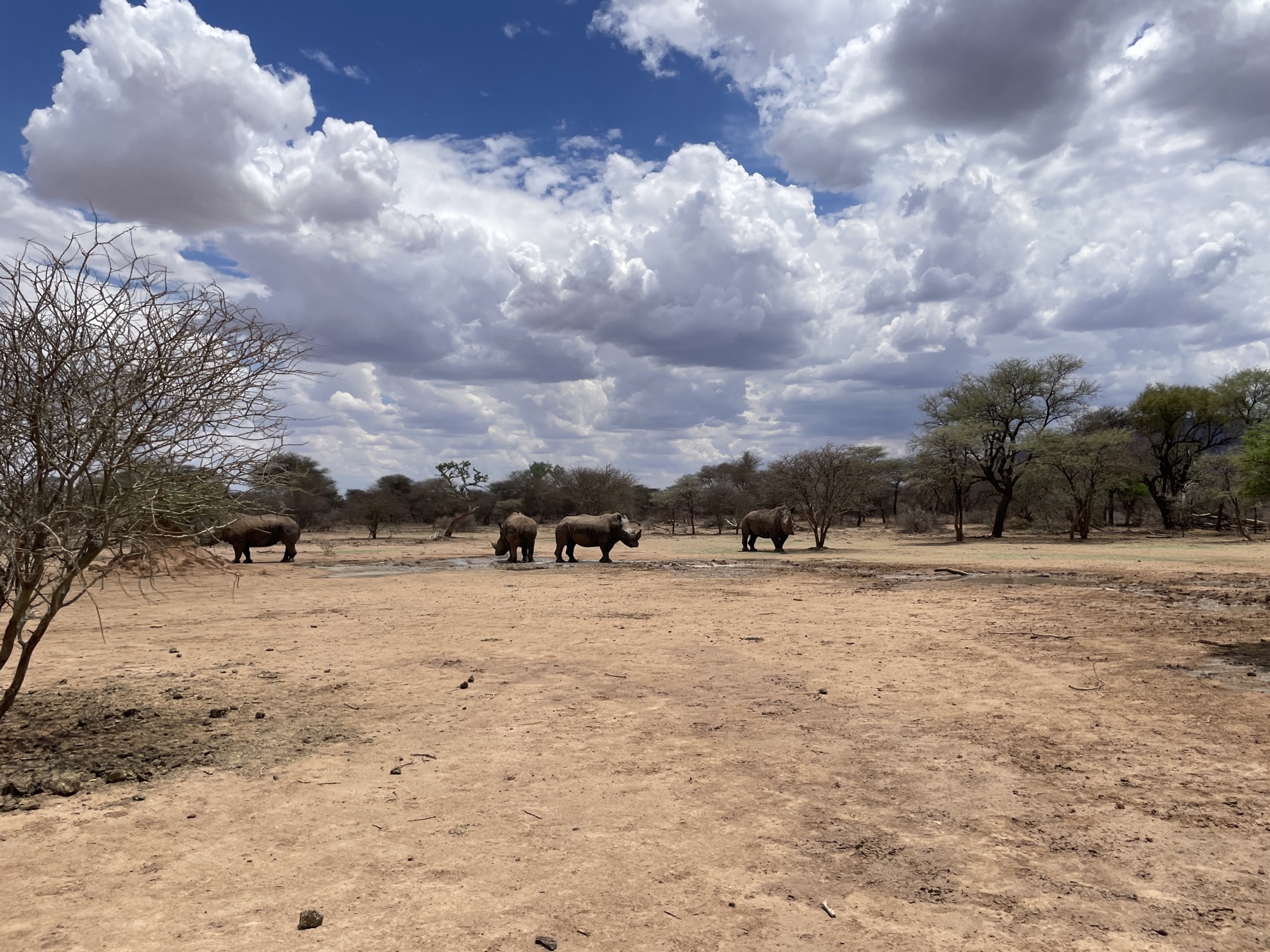 Rhinos in private game reserve, late November 2024.